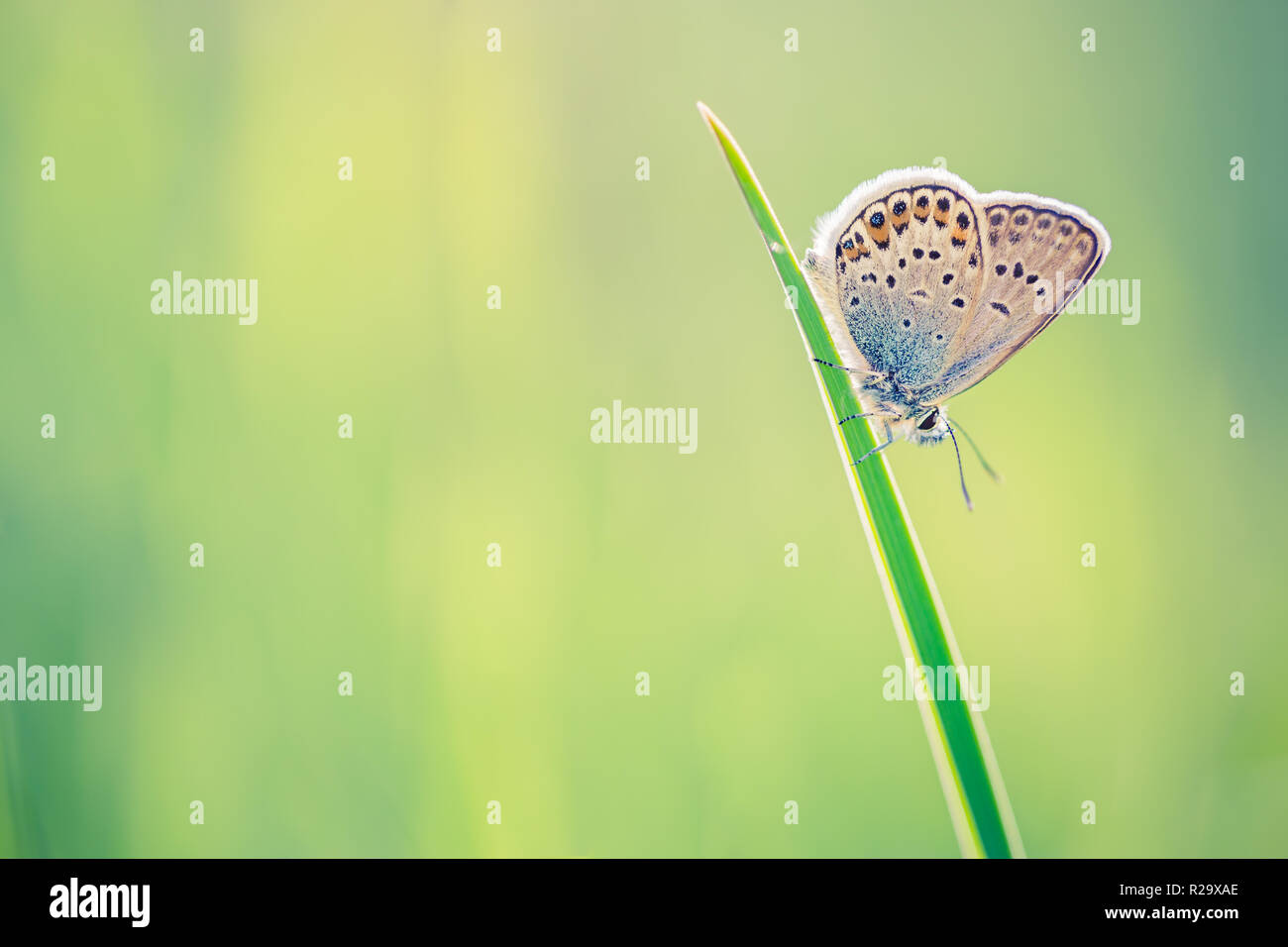 Natura il concetto di sfondo. Bellissimo prato estivo dello sfondo. Natura ispiratrice closeup. Foto Stock