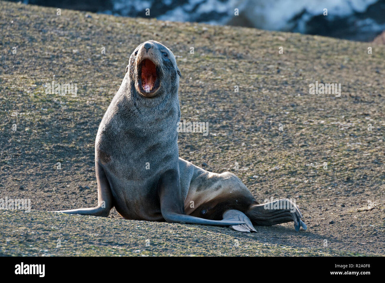 Femmina pelliccia Antartico tenuta con la bocca aperta whalers bay isola Deception penisola antartica antartide Foto Stock