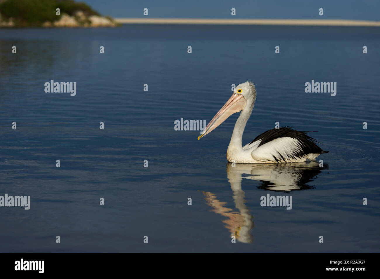 Australian pelican galleggiante sull'acqua moore river national park Australia occidentale Foto Stock