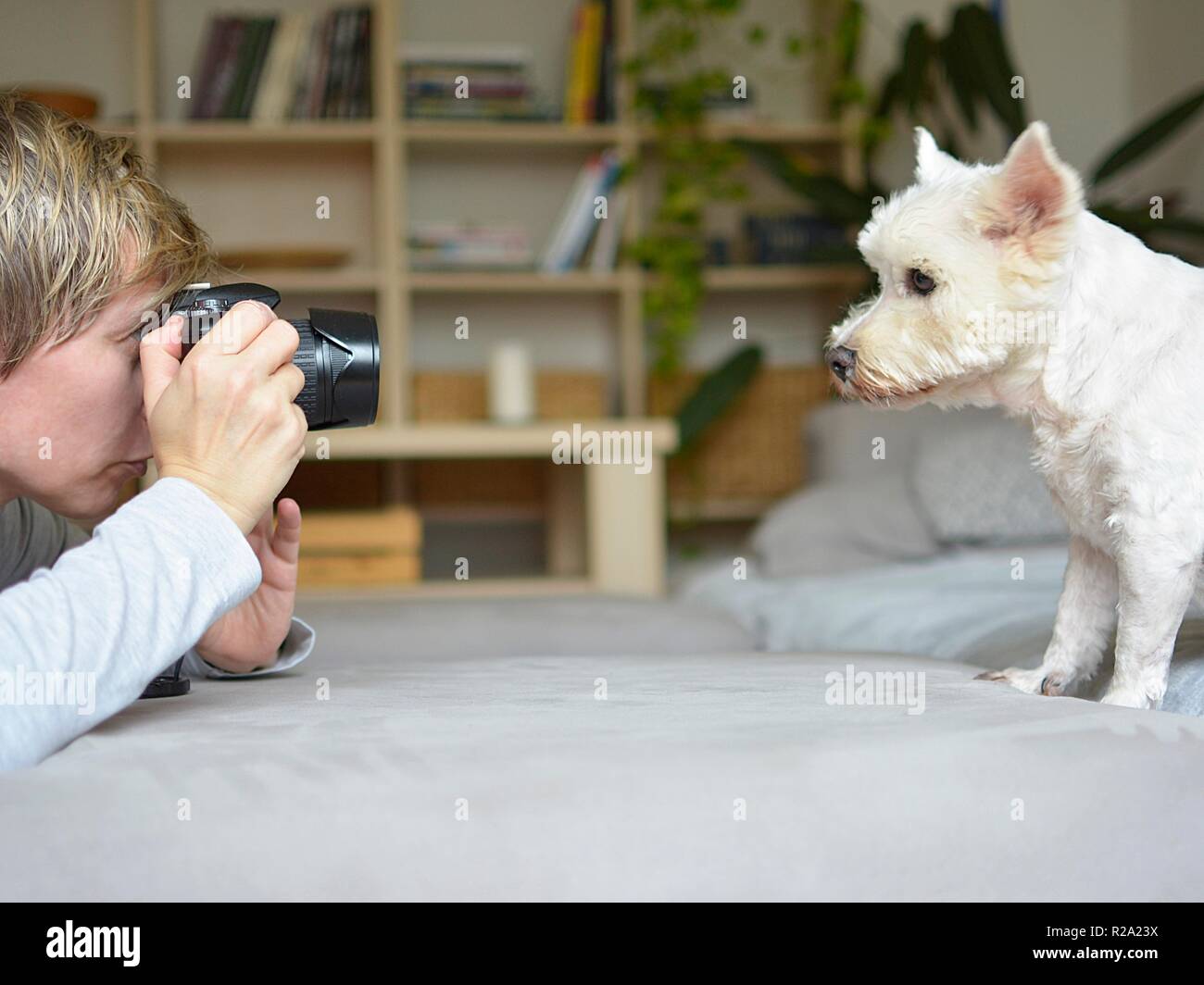 Donna di fotografare un cane in interno Foto Stock