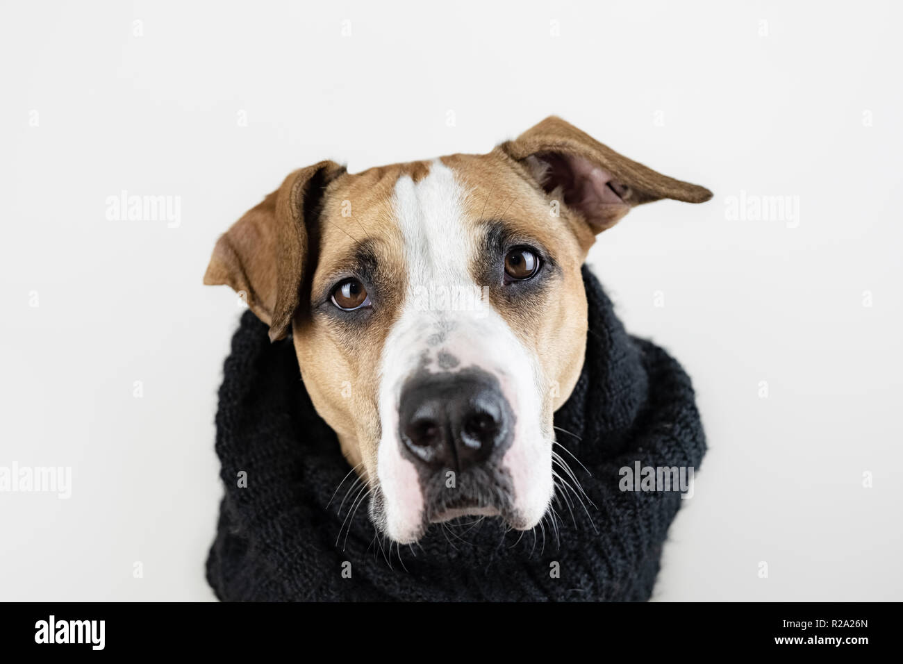 Cute cane in vestiti caldi concetto. Close-up di immagine staffordshire terrier puppy in foulard nero in sfondo per studio Foto Stock