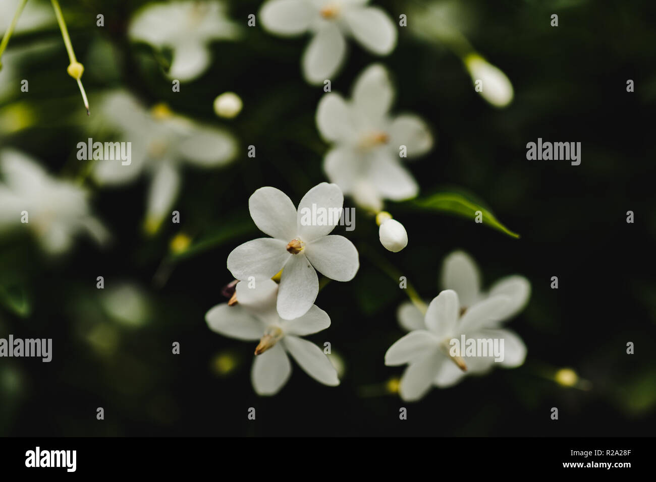 Neve fiore bianco Foto Stock