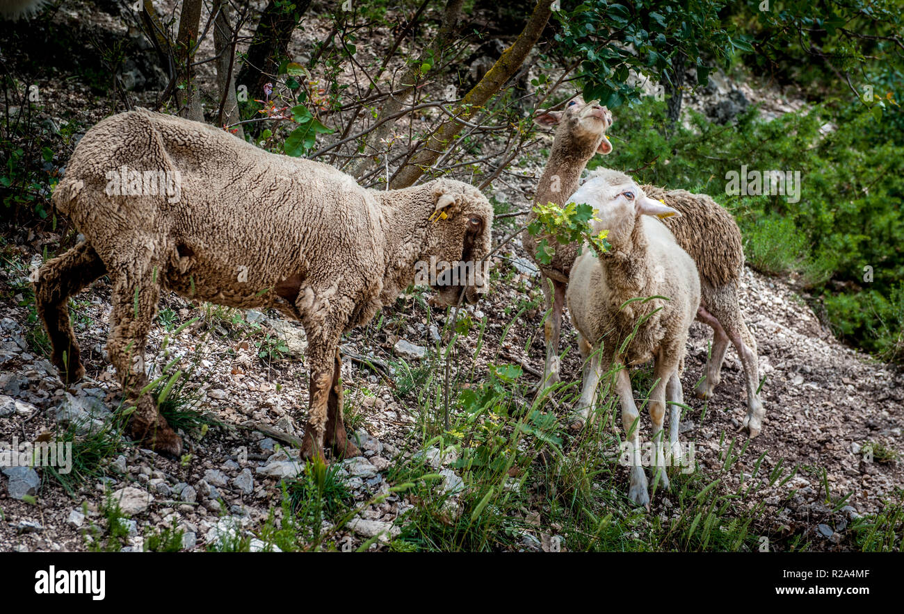 La Gentile di Puglia (Merino di Puglia, Pugliese migliorata, Merino d'Italia, Merino Gentile) è un raffinato wooled razza dal sud Italia. Sviluppo Foto Stock