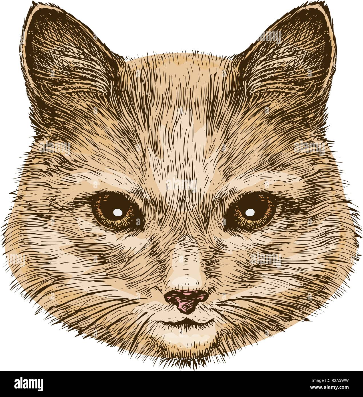 Ritratto di un soffice cat. Schizzo vintage illustrazione vettoriale Illustrazione Vettoriale