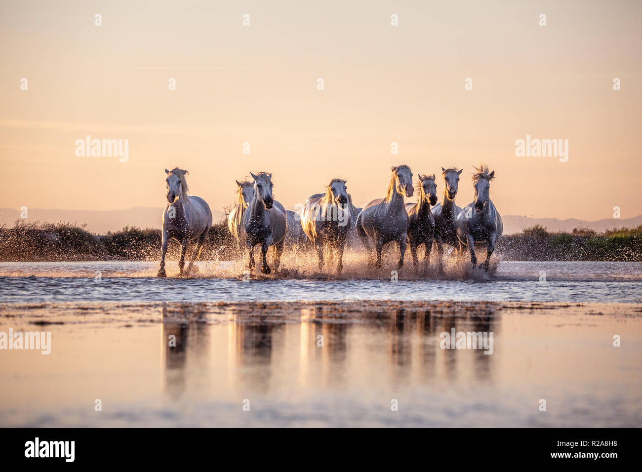 White cavalli selvaggi della Camargue in esecuzione al tramonto sull acqua, Aigues Mortes, Francia meridionale Foto Stock