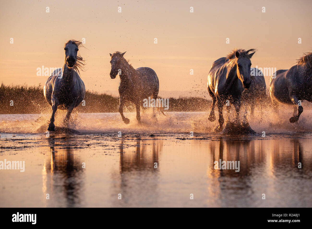 White cavalli selvaggi della Camargue in esecuzione al tramonto sull acqua, Aigues Mortes, Francia meridionale Foto Stock