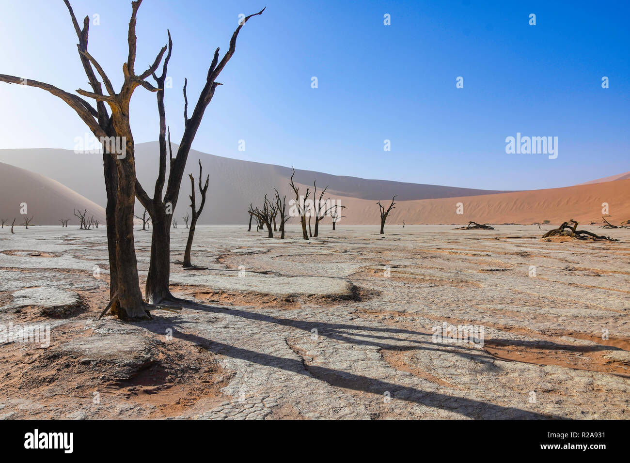 Decine di turisti ogni giorno accorrono per vedere la zona conosciuta come Deadvlei nel deserto del Namib in Namibia. Foto Stock
