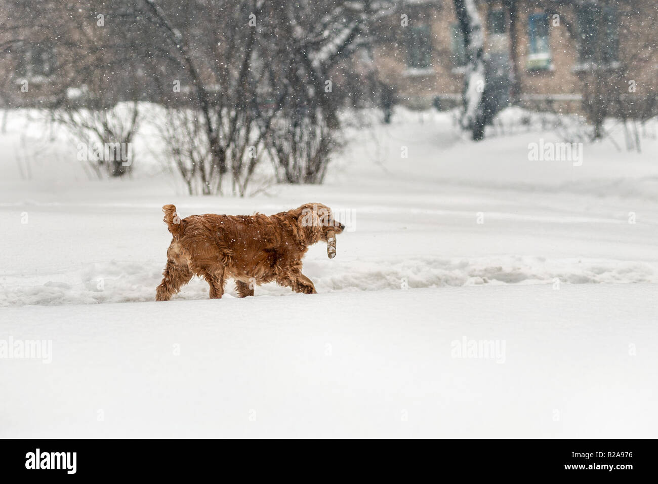 Bruna giovane cane cocker camminare con il bastone di legno in inverno. Divertimento carino pet azienda ramo di albero in bocca durante la passeggiata nella tempesta di neve Foto Stock