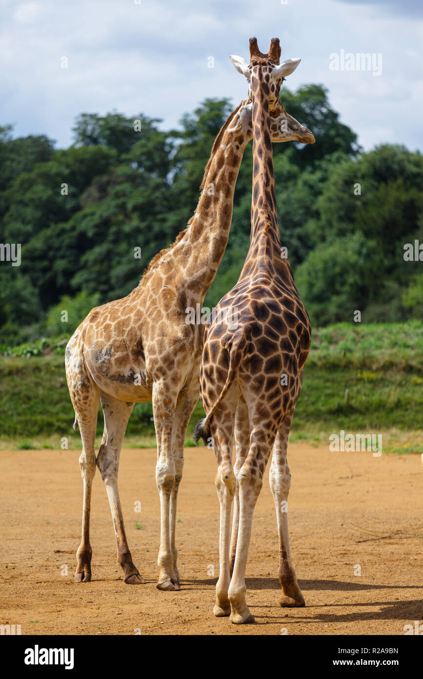 Giraffa Foto Stock