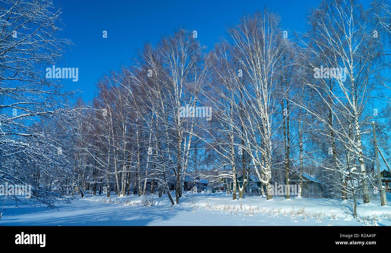 Villaggio in legno di betulla in inverno sullo sfondo azzurro del cielo al giorno solare Foto Stock