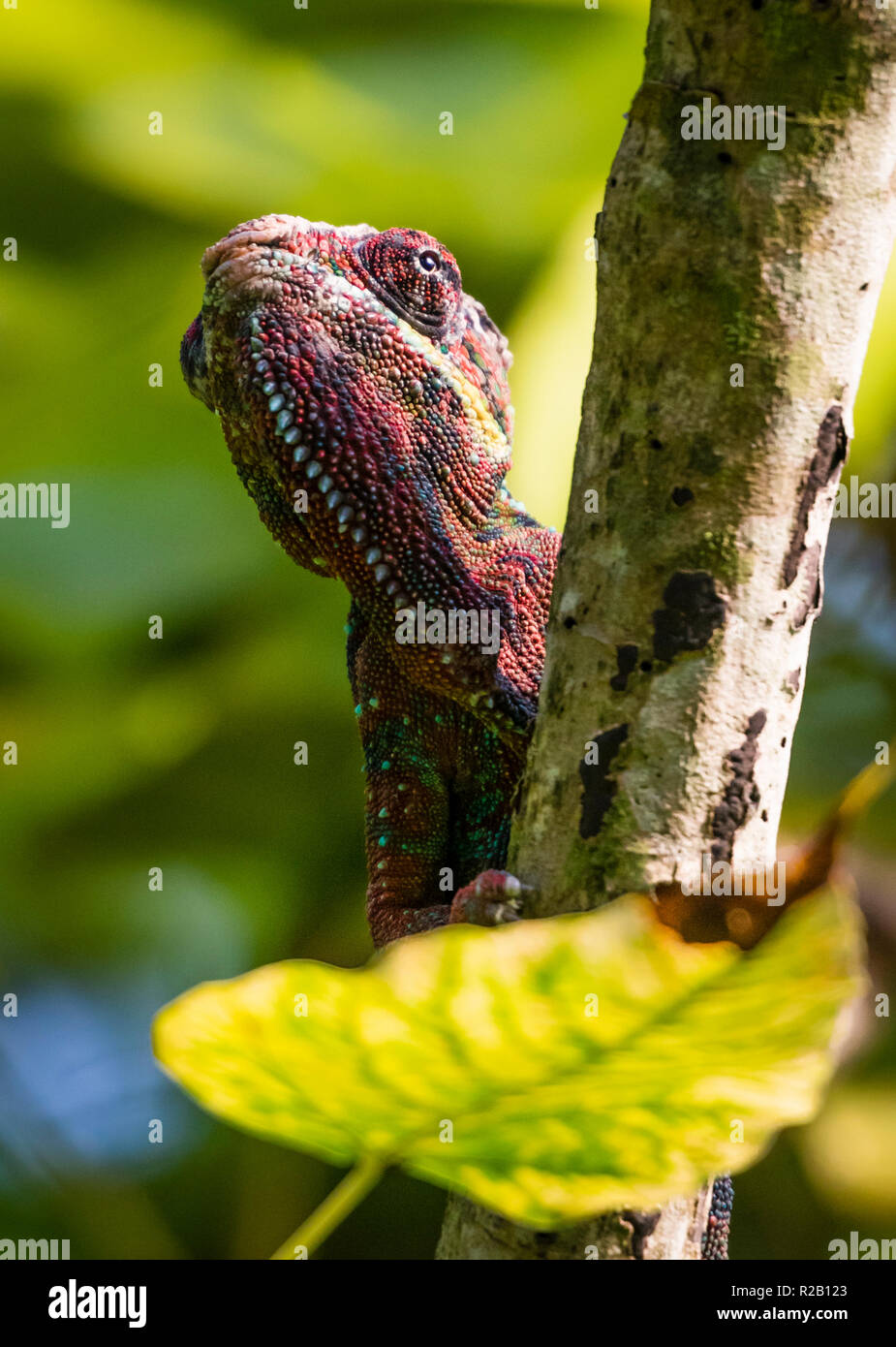 Femmina Camaleonte Panther (Furcifer pardalis) nel suo habitat naturale, il Madagascar foresta di pioggia. Foto Stock