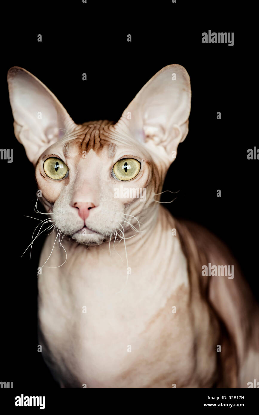 Glabre Don Sphynx cat Foto Stock
