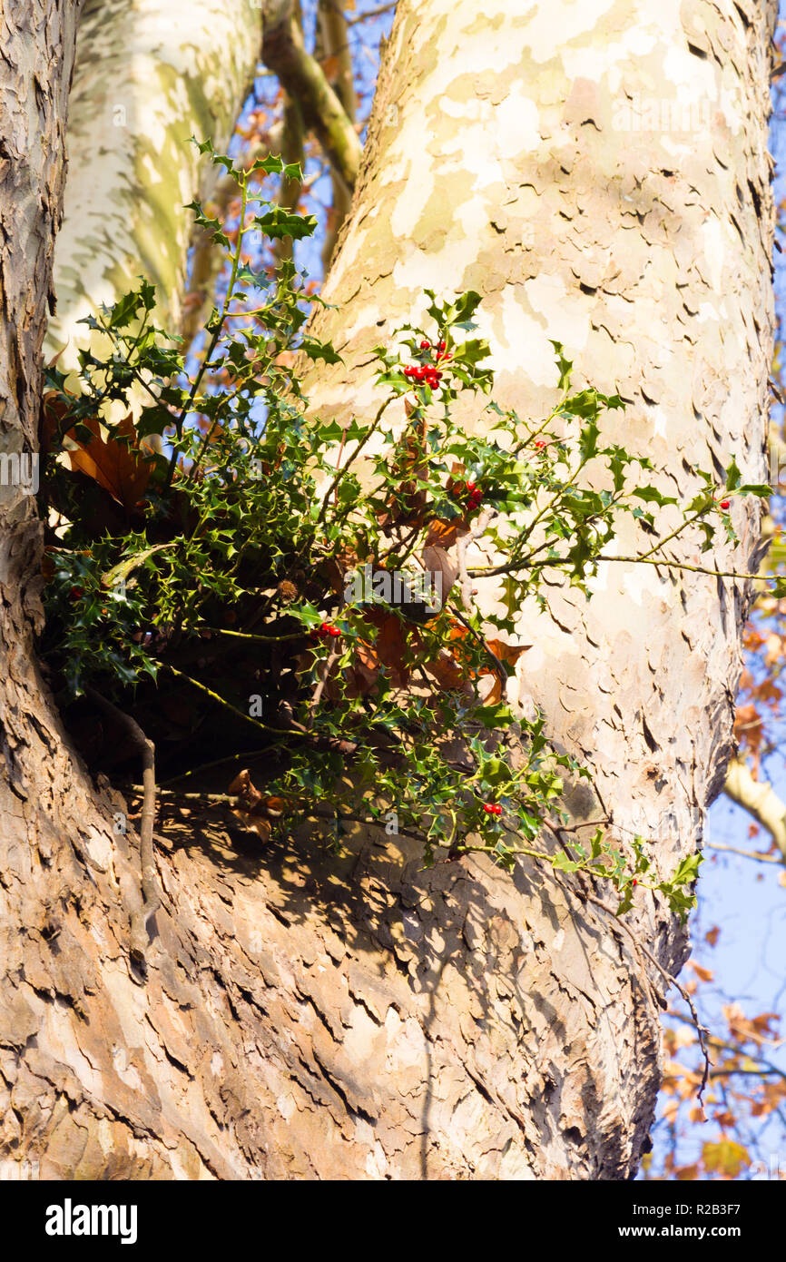 Holly bush (Ilex aquifolium) epiphytically vivente o eventualmente parassiticamente nella fronda di un piano Londra street tree (Platanus spp), Londra, Regno Unito. Foto Stock