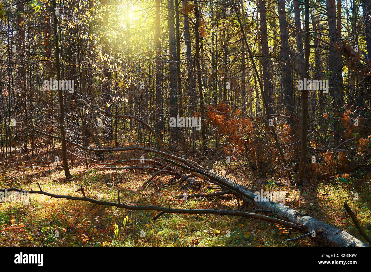 Fitta foresta verde e Albero caduto. Foto Stock