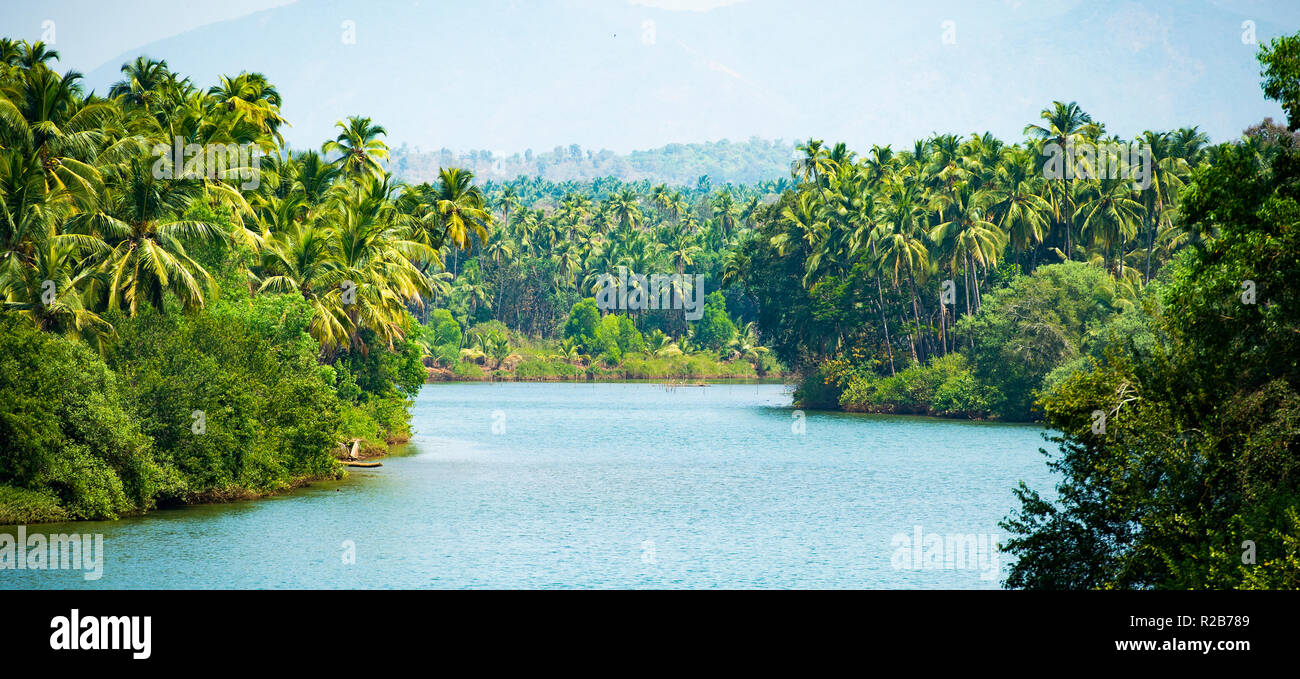 Alleppey la laguna di acqua stagnante, bel canale circondato da un verde e lussureggiante vegetazione di palme. Il Kerala, India. Foto Stock