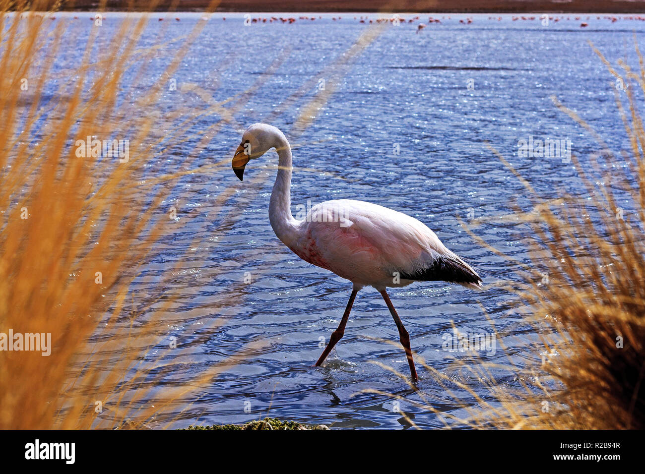 Uno flamingo nel selvaggio a laguna Hedionda (Stinky Lake) Bolivia Foto Stock