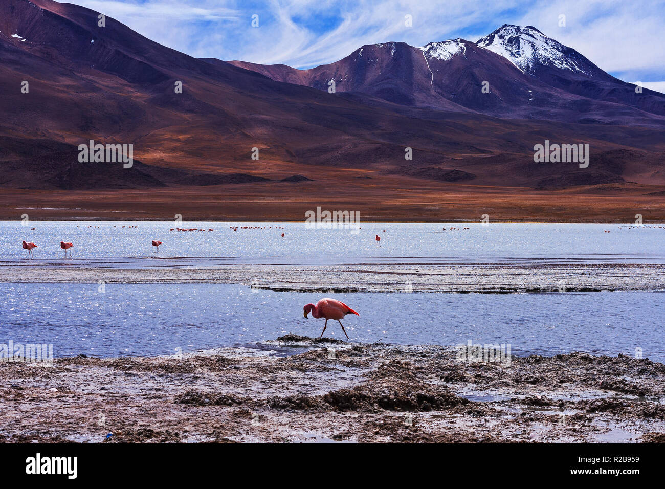 Paesaggio di un flamingo con montagne in Laguna Hedionda (Stinky Lake) Bolivia Foto Stock
