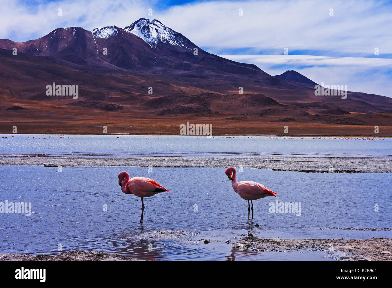 Paesaggio di due fenicotteri con montagne in Laguna Hedionda (Stinky Lake) Bolivia Foto Stock