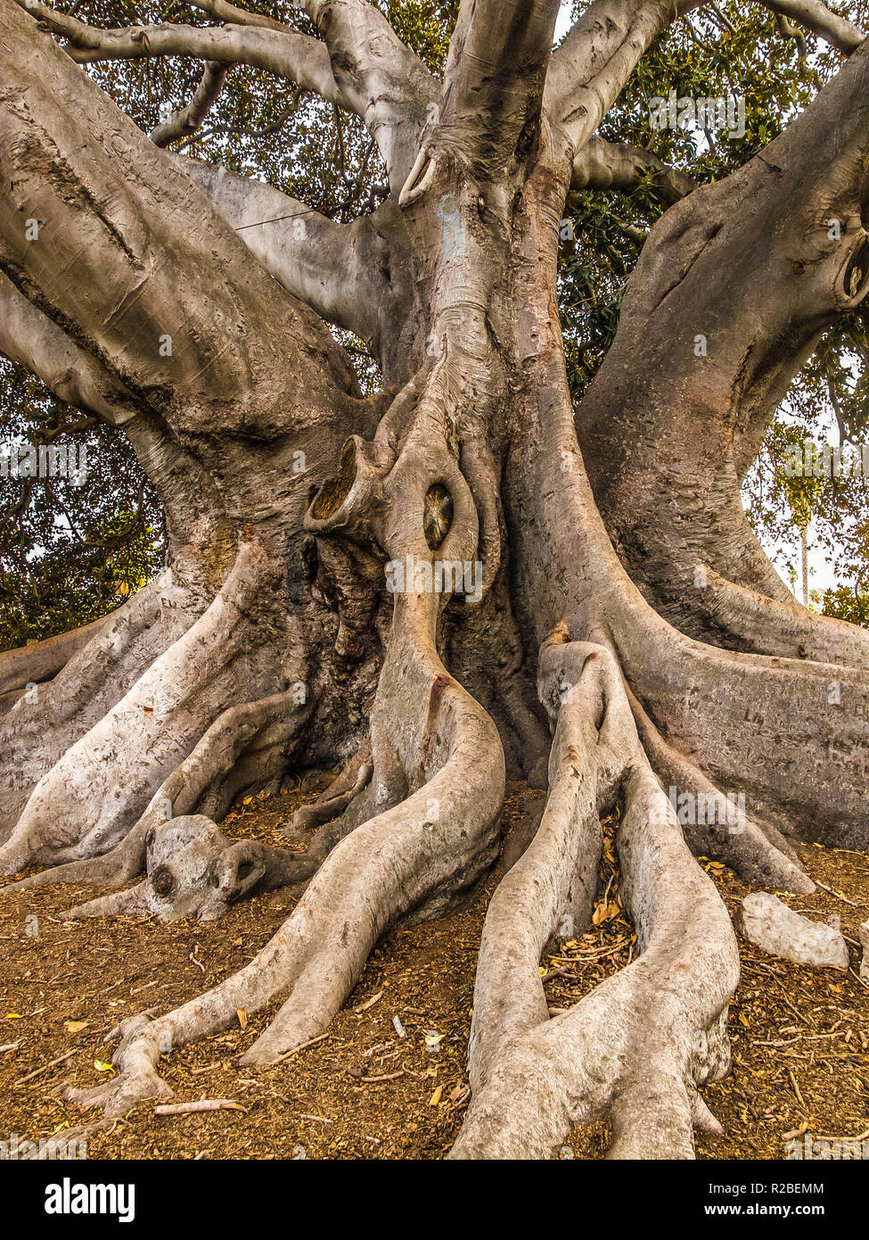 Immensa radici ondulata di Moreton Bay Fig a Santa Barbara in California Foto Stock