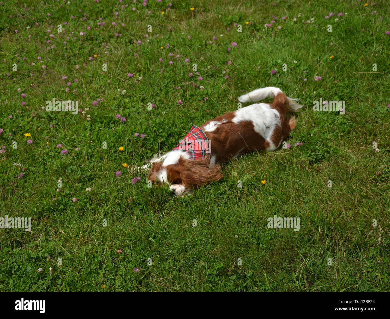 Cavalier King Charles Spaniel godendo un romp in erba Foto Stock