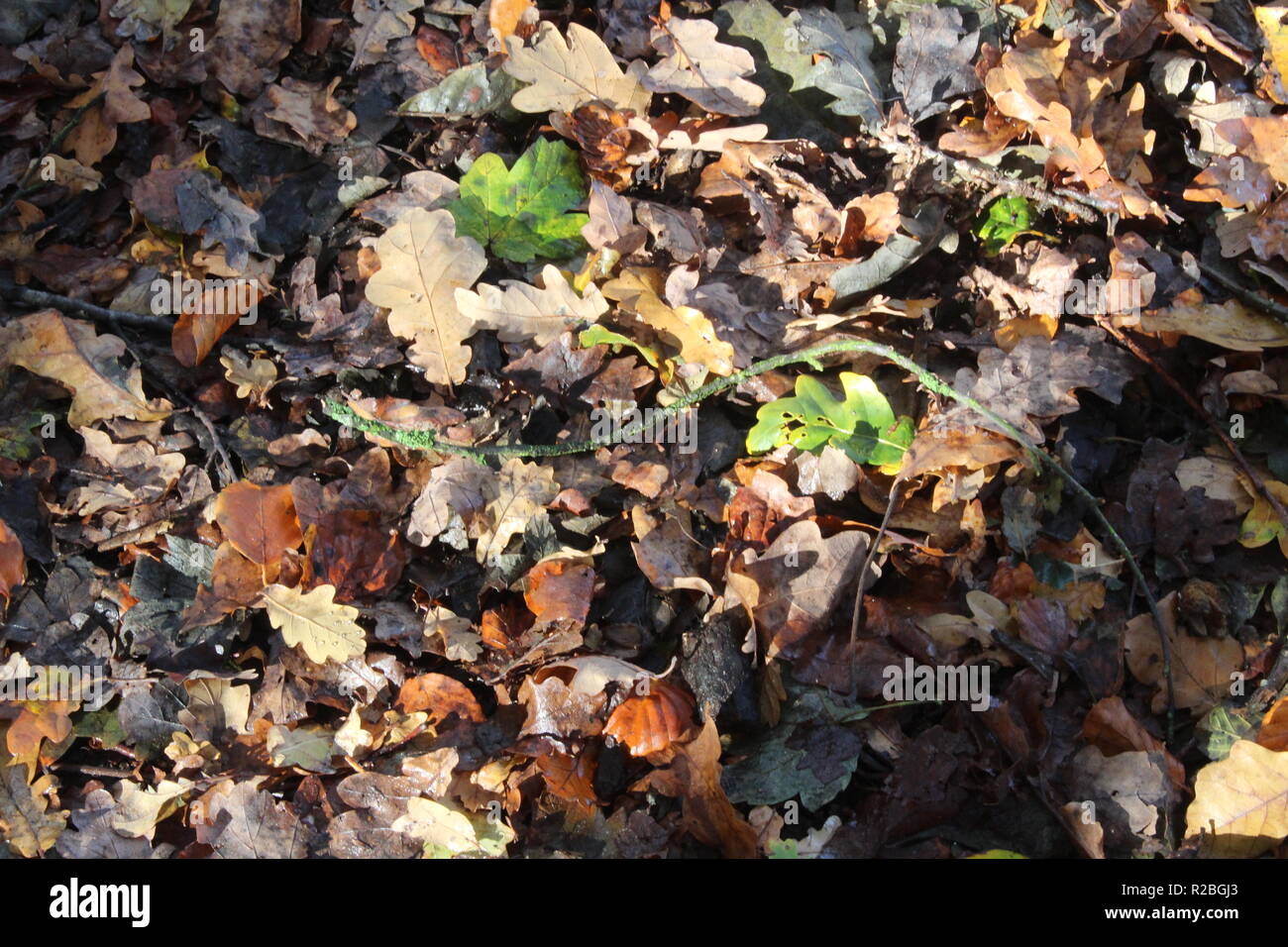 Lascia la decomposizione sul suolo della foresta nel bosco britannico nello Yorkshire Regno Unito Foto Stock