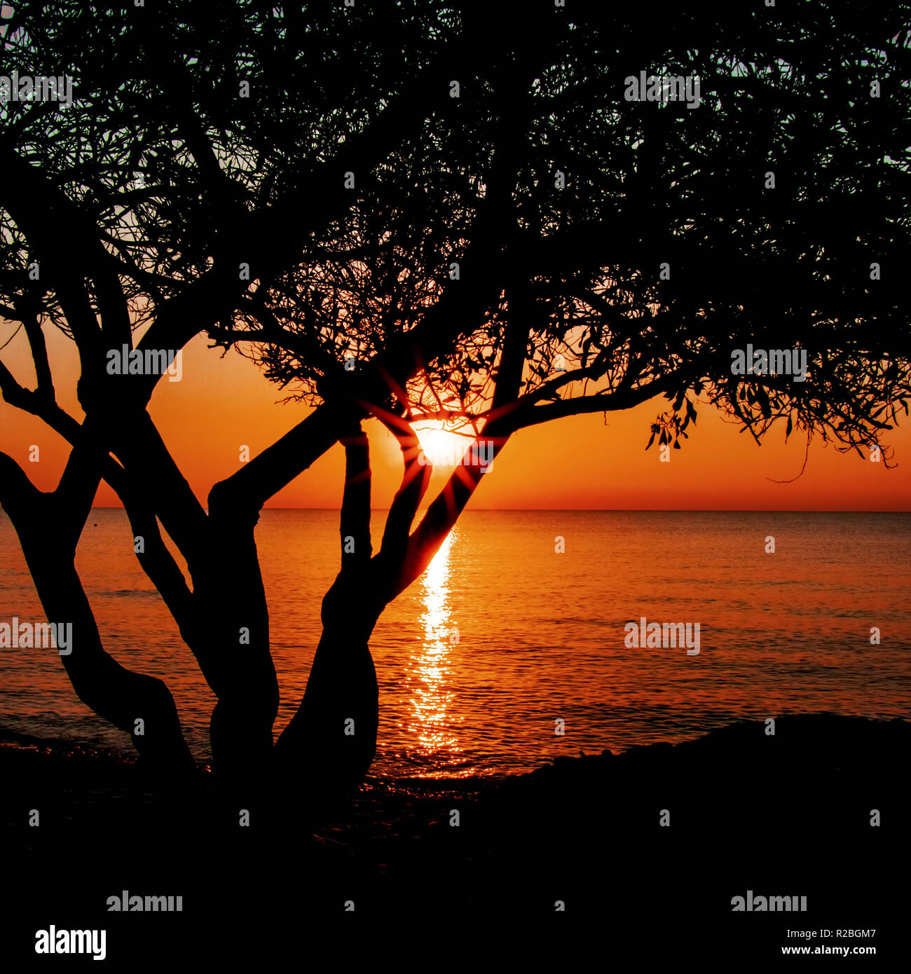 Silhouette Dell Albero Sullo Sfondo Del Tramonto Sul Mare Raggi Di Sole Rompere Attraverso La Struttura Ad Albero Foto Stock Alamy