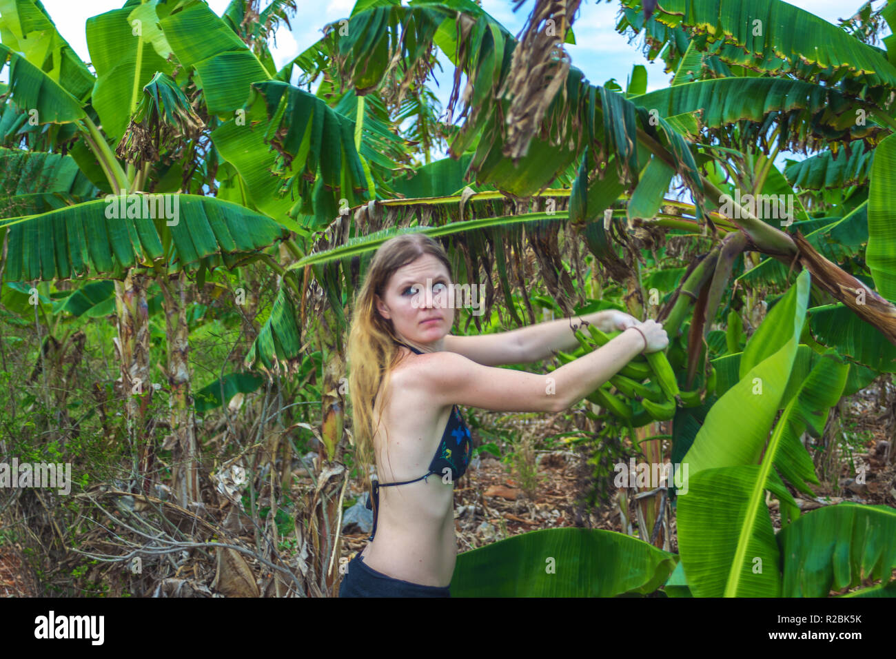 Spaventata giovane ragazza in bikini prende banana dalla palma. Piantagione di banane in Samana Repubblica Dominicana Foto Stock