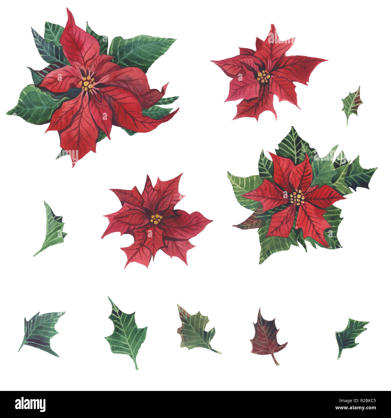 Acquerello poinsettia con Natale decorazioni floreali. Dipinto a mano tradizionale di fiori e piante: Holly, vischio, bacche e ramo di abete isolato su wh Foto Stock