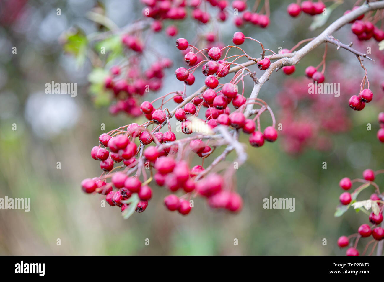 Bacche rosse in autunno con gli elementi fuori fuoco e sfondo Foto Stock