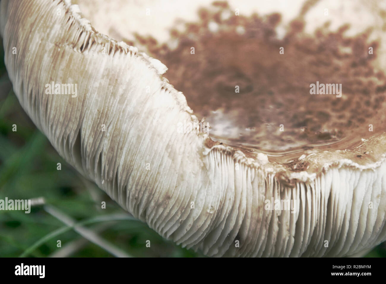 Grosso fungo un toadstool contro lo sfondo di un'erba uno sfondo naturale Foto Stock