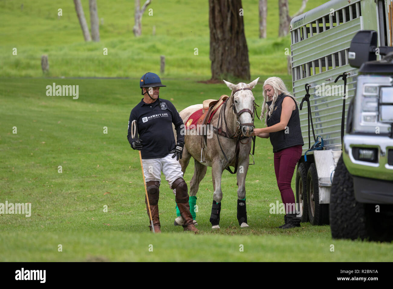 Waikii, Hawaii - un polo pony è preparato per una partita a Mauna Kea Polo Club. Il club svolge domenica pomeriggio sulle pendici del vulcano dormiente Foto Stock