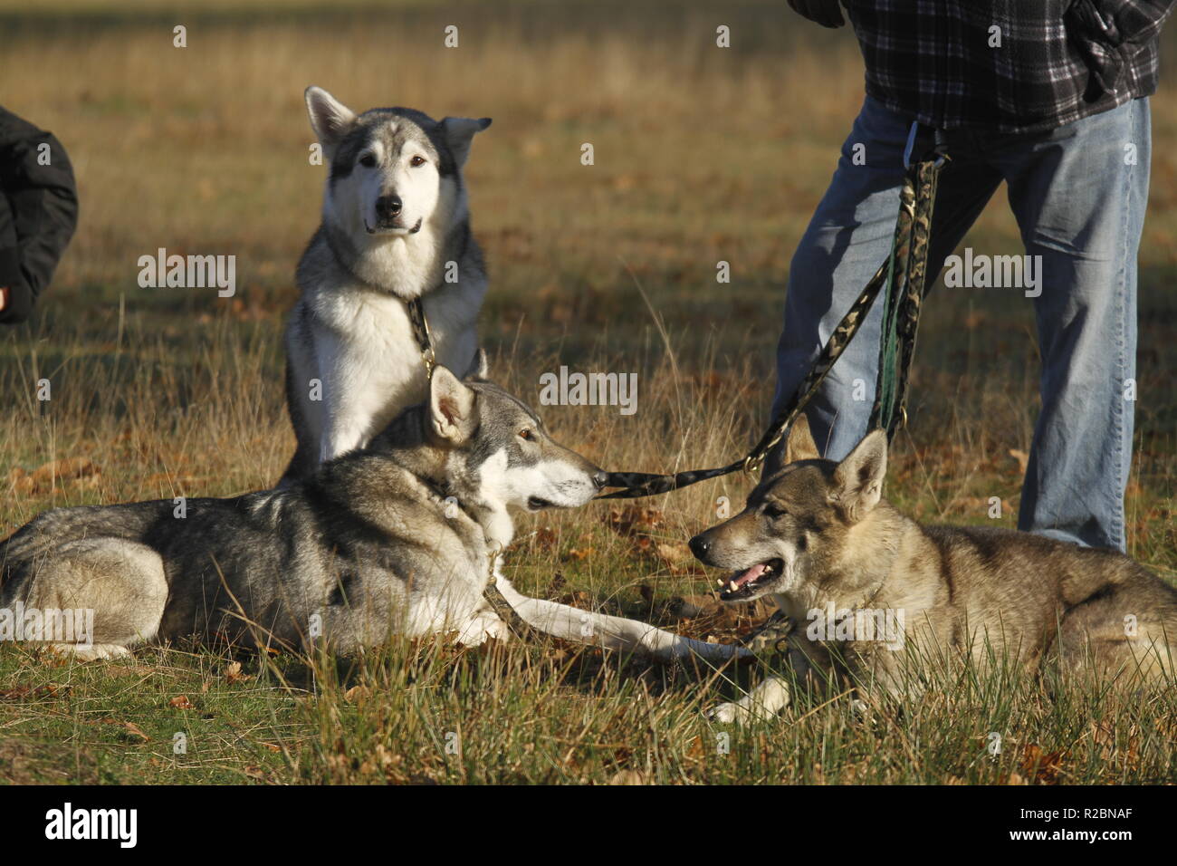 Cani Husky, huskies bloodhound, Foto Stock