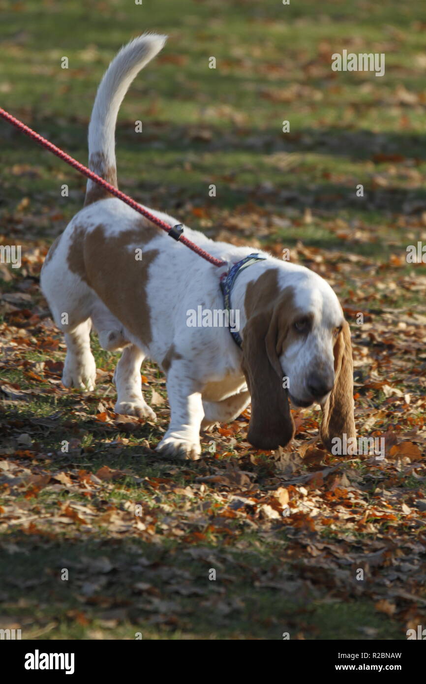 Cani Husky, huskies bloodhound, Foto Stock