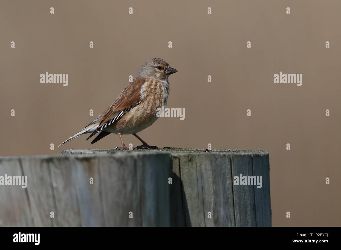 Adulto Linnets Foto Stock