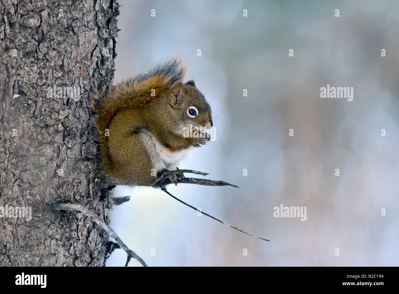 Uno scoiattolo rosso 'Tamiasciurus hudsonicus' seduto su un ramo di albero di mangiare un cono di abete rosso nelle zone rurali di Alberta in Canada Foto Stock