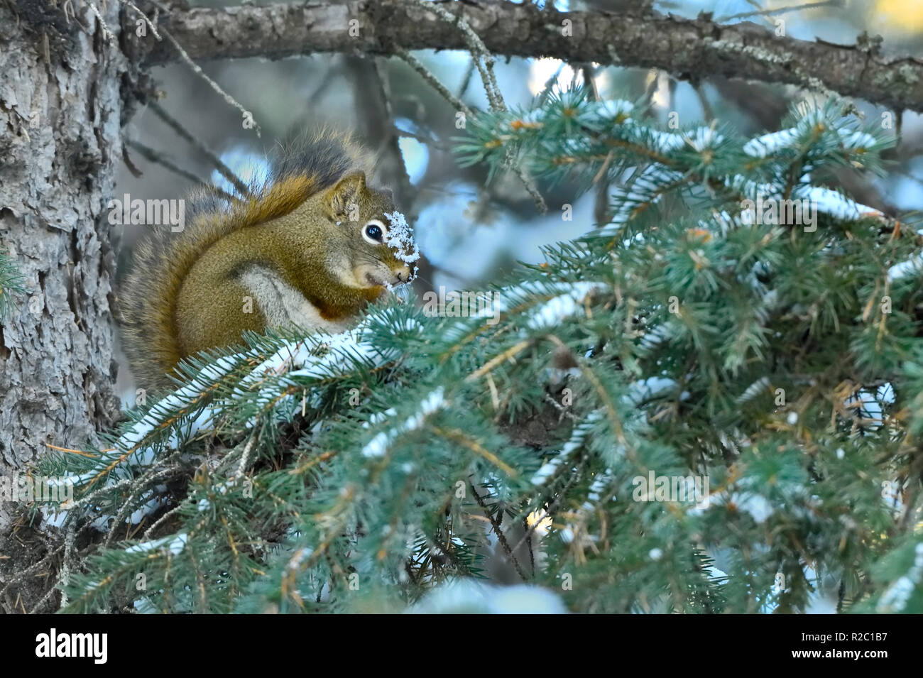 Uno scoiattolo rosso 'Tamiasciurus hudsonicus' con neve sul suo volto seduto su un ramo di albero di mangiare un cono di abete rosso nelle zone rurali di Alberta in Canada Foto Stock