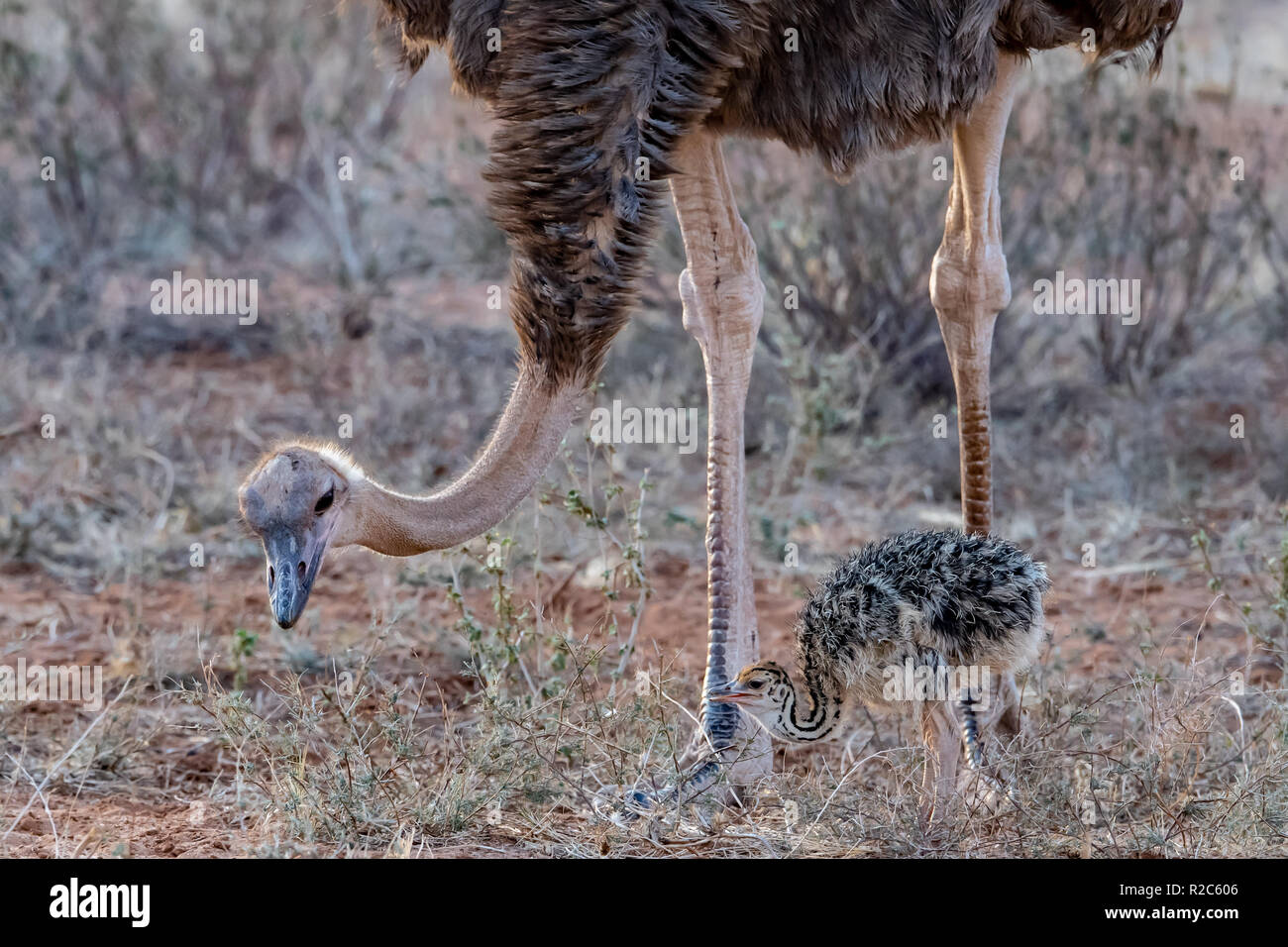 Femmina e chick comune (struzzo Struthio camelus) in Kenya, Africa orientale Foto Stock