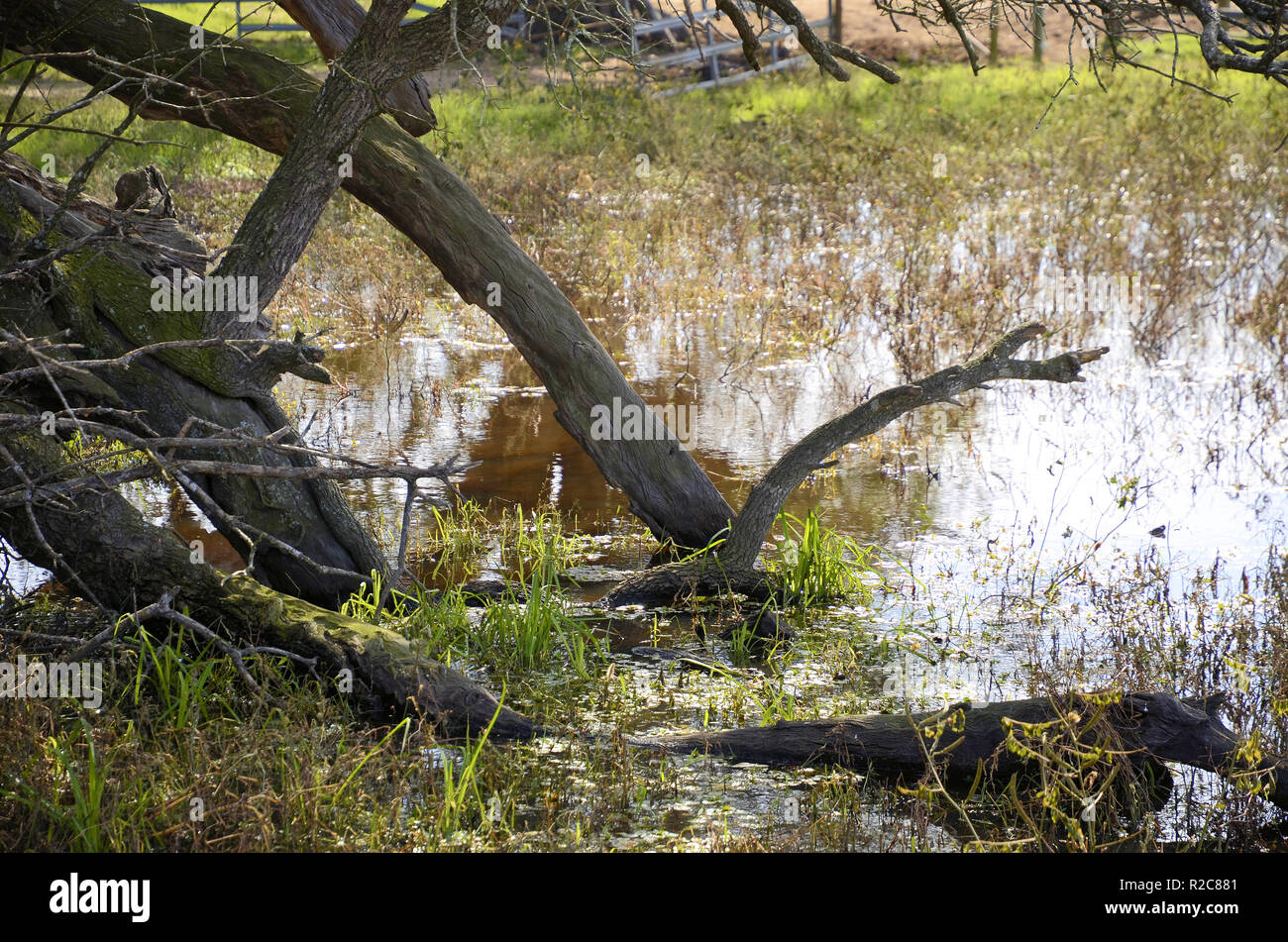 Stagno con albero secco arti in acqua; Marsh. Foto Stock