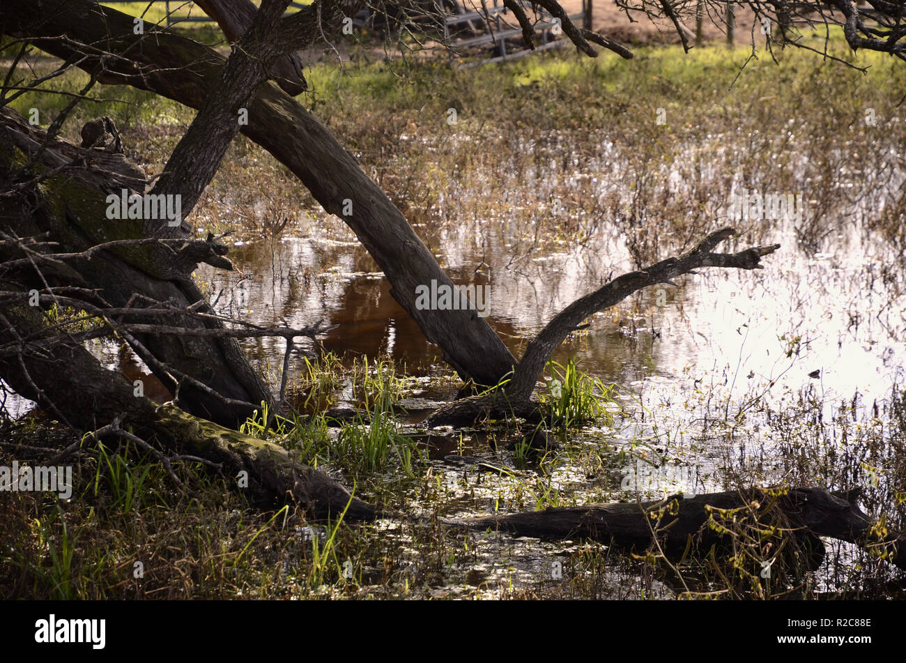 Stagno con albero secco arti in acqua; Marsh. Foto Stock