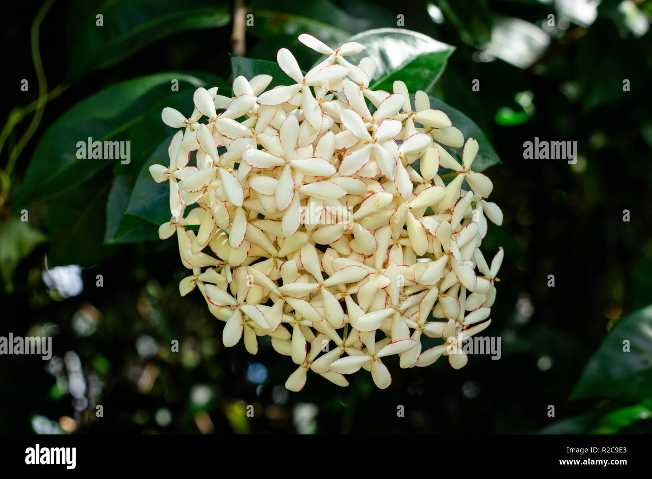 Fiamma di boschi (Ixora coccinea) fiori bianchi - Davie, Florida, Stati Uniti d'America Foto Stock