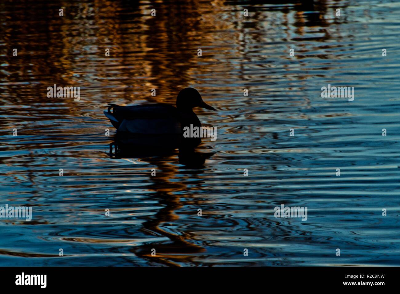 La prima luce Mallard Drake, la mattina presto, pubblica la pesca sul lago Lindsey City Park, Canyon, Texas. Foto Stock