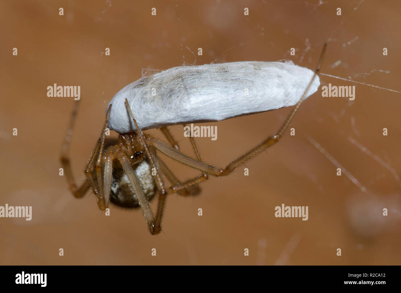 Casa comune ragno, Parasteatoda tepidariorum, alimentazione femmina su seta-avvolto in preda Foto Stock