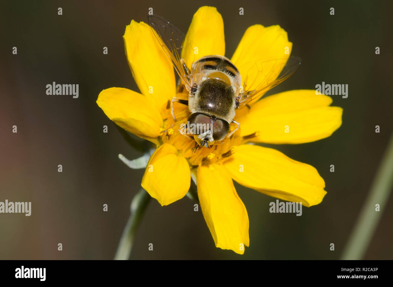 Syrphid Fly, Eristalis Stipator, su filo verde rigido, Thelesperma filifolium Foto Stock