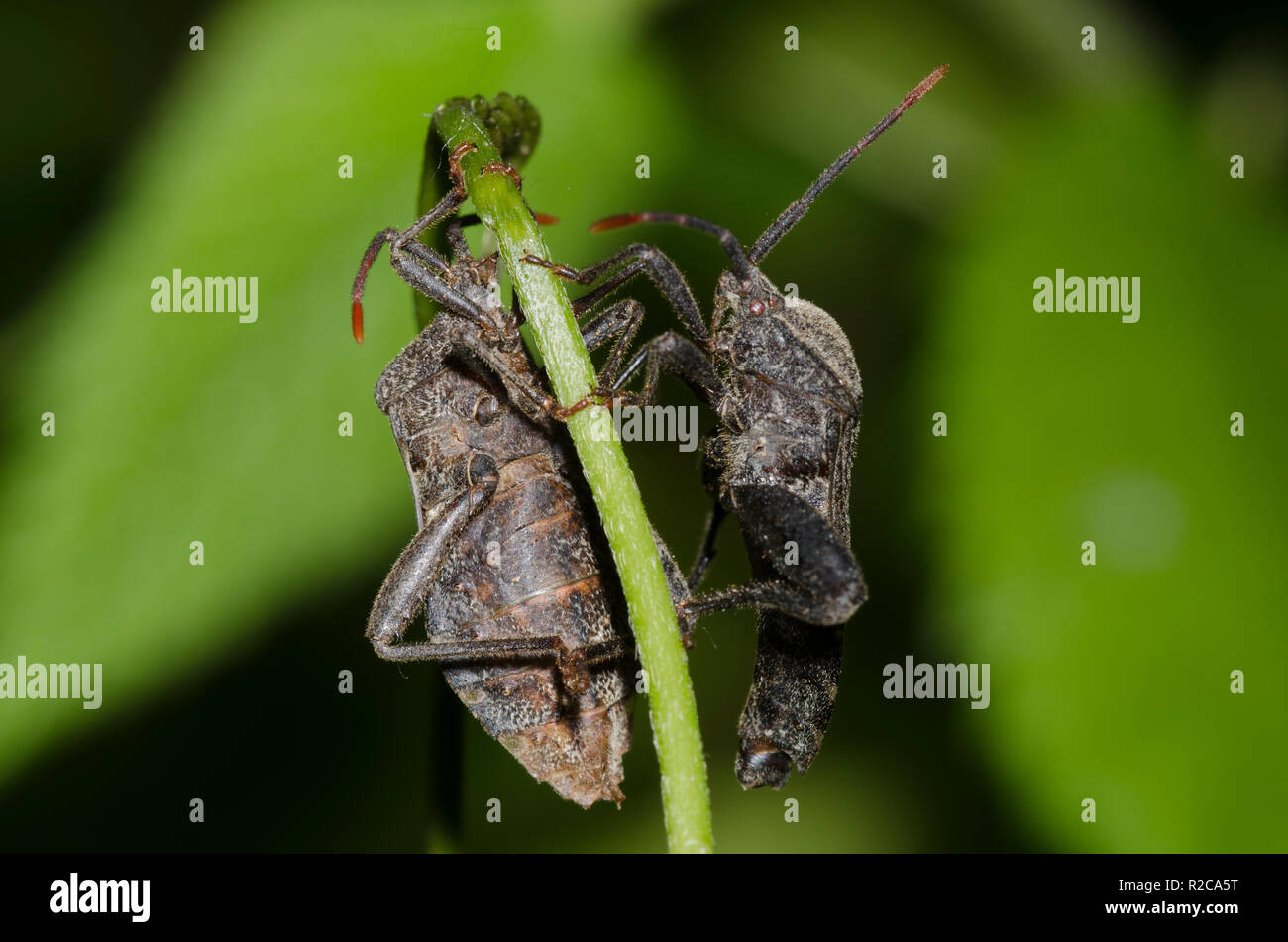 Foglia-footed bug, Piezogaster calcarator, maschio e femmina Foto Stock