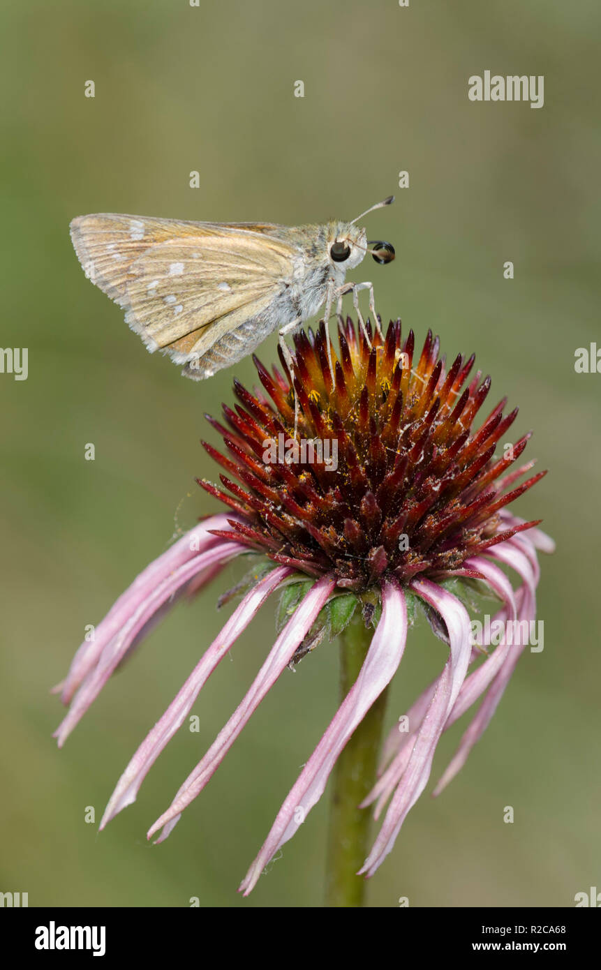 Skipper tratteggiata, Hesperia attalus, su purple coneflower, Echinacea angustifolia Foto Stock