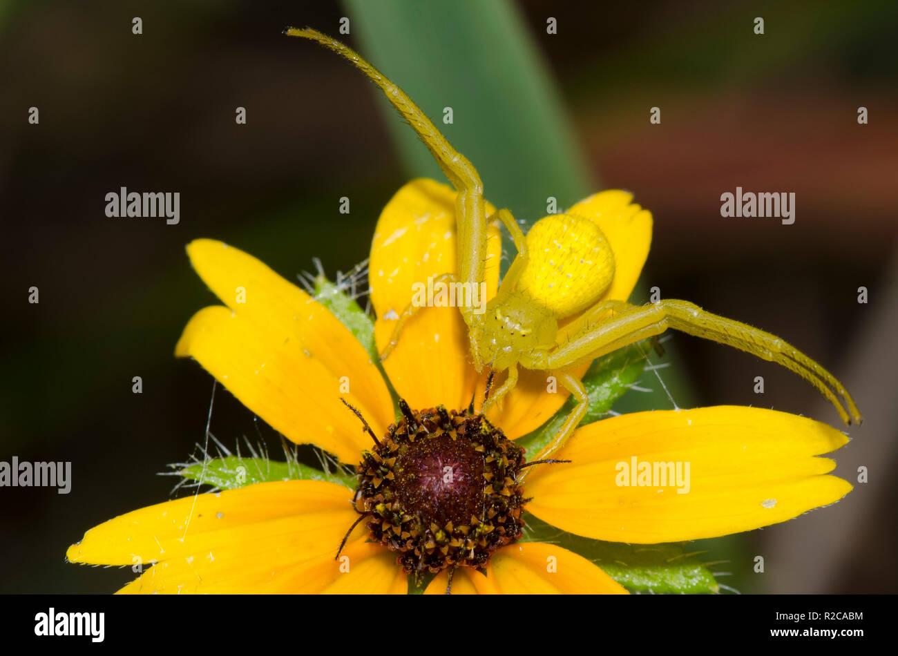 Il ragno granchio, Mecaphesa sp., su black-eyed Susan, Rudbeckia hirta Foto Stock