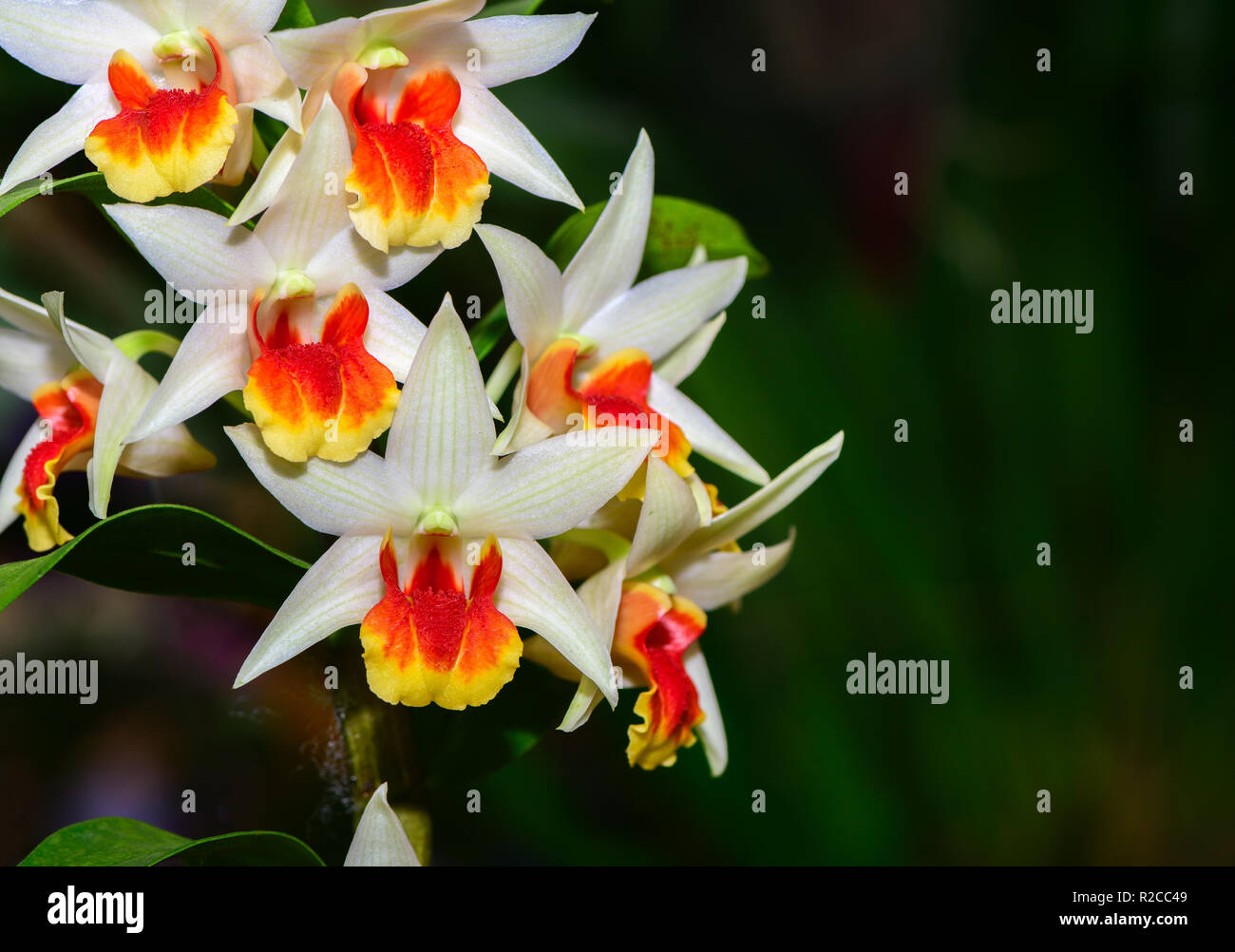 White Dendrobium fiore nel giardino, orchidea ibrida in Thailandia Foto Stock