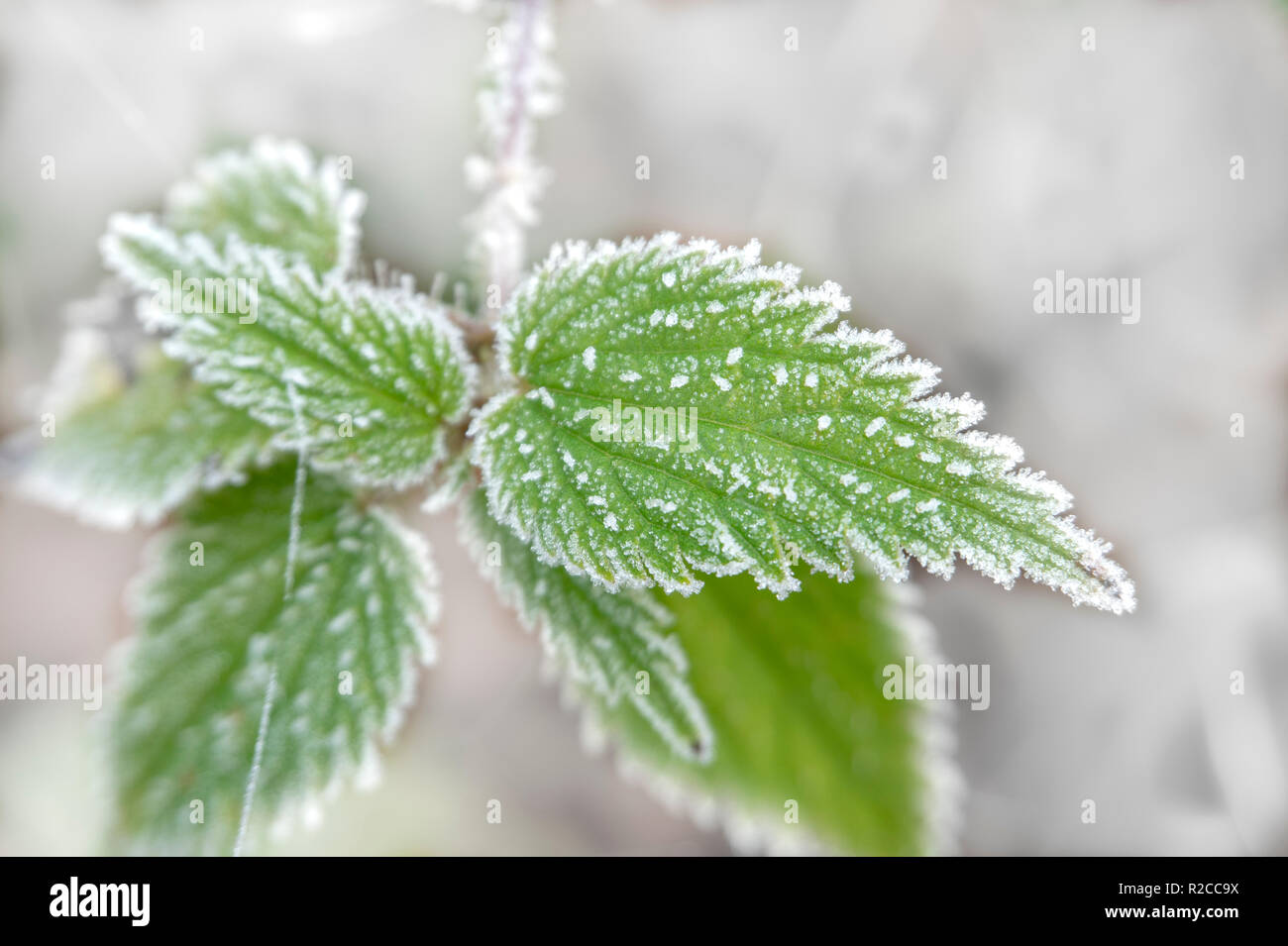 Foglie verdi su un impianto coperto di gelo invernale in una vista ravvicinata concettuale del le stagioni e condizioni atmosferiche Foto Stock