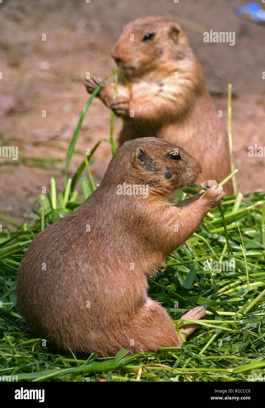 Per il maestro di magia .... e abbiamo anche tschÃ¼Ã¼Ã¼Ã¼ÃŸ .... Foto Stock