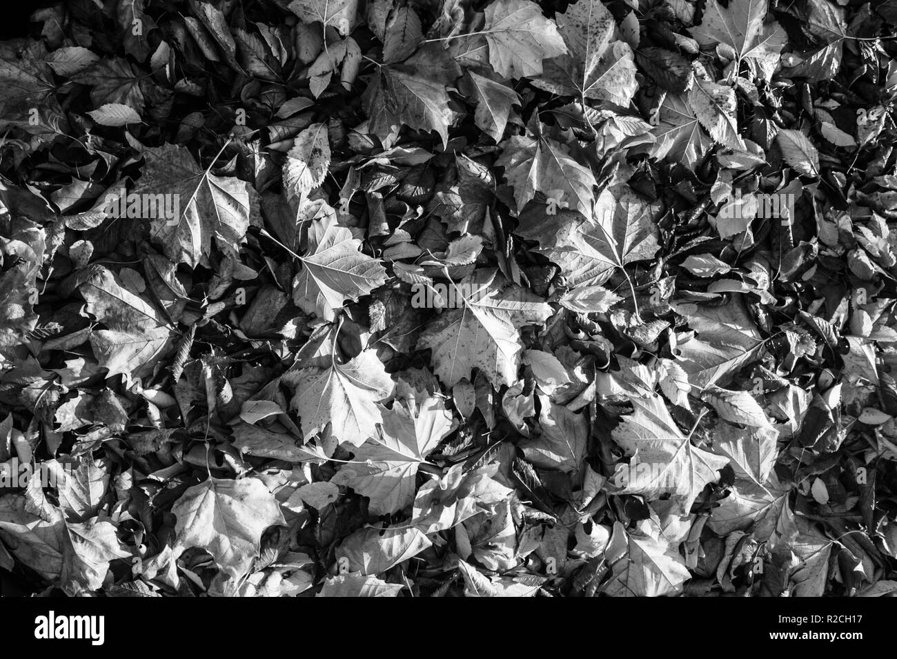 Autumn Leaf moquette Foto Stock